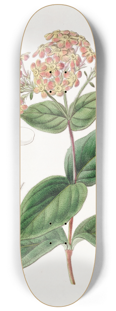 Sydenham Edwards - Sweet-scented Rondeletia 8.25 inch art skate deck