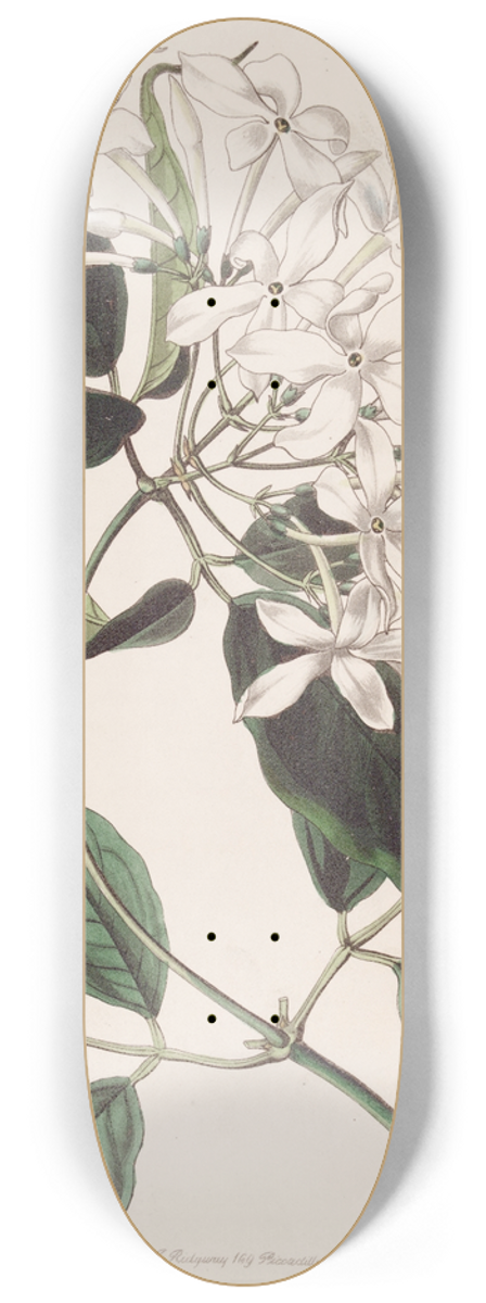 Sydenham Edwards - Tail-leaved Jasmine 8.25 inch art skate deck