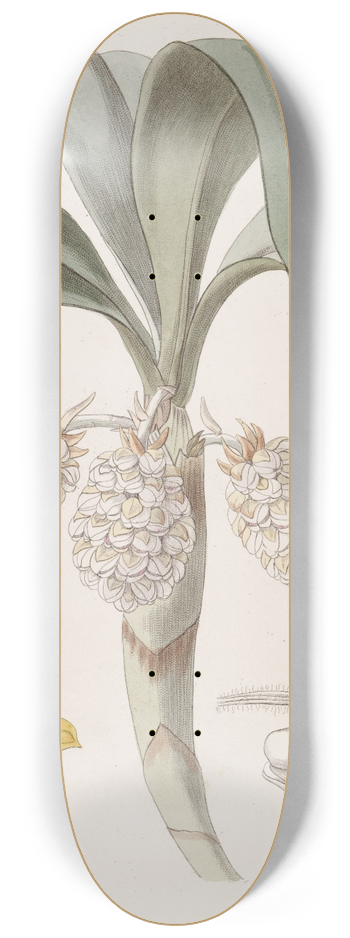 Sydenham Edwards - The close-headed Woolwort 8.25 inch art skate deck