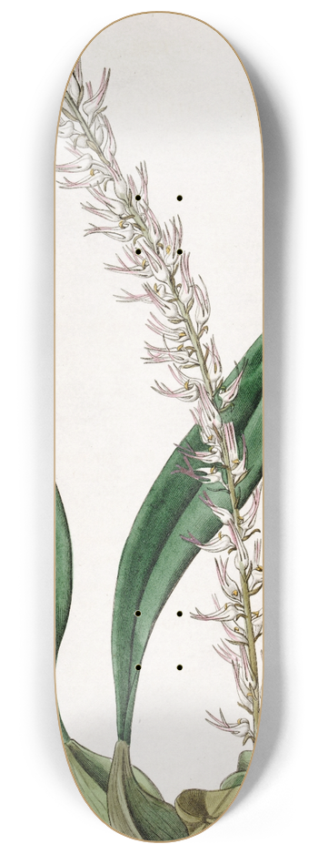 Sydenham Edwards - The Cocoa-nut Bolbophyllum 8.25 inch art skate deck