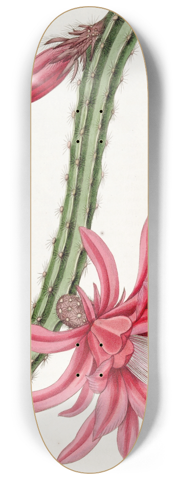 Sydenham Edwards - The Crimson Creeping Cereus 8.25 inch art skate deck