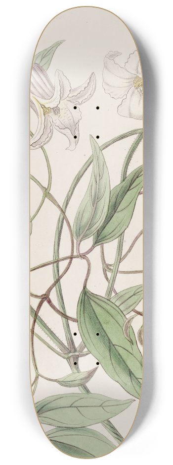Sydenham Edwards - The crisp-flowered Clematis 8.25 inch art skate deck