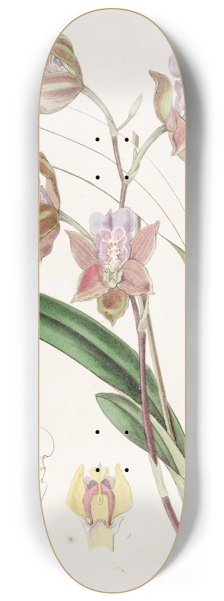 Sydenham Edwards - The Duke of Bedfords Oncidium 8.25 inch art skate deck