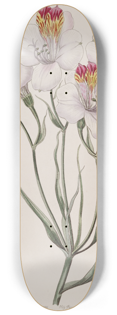 Sydenham Edwards - The Ligtu 8.25 inch art skate deck