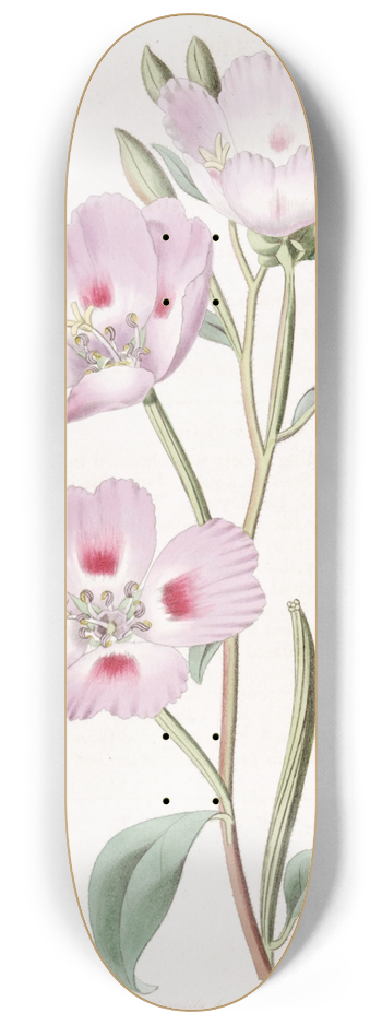 Sydenham Edwards - The Spotted Blush Oenothera 8.25 inch art skate deck