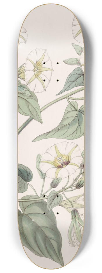Sydenham Edwards - The White-cluster Ipomaea 8.25 inch art skate deck