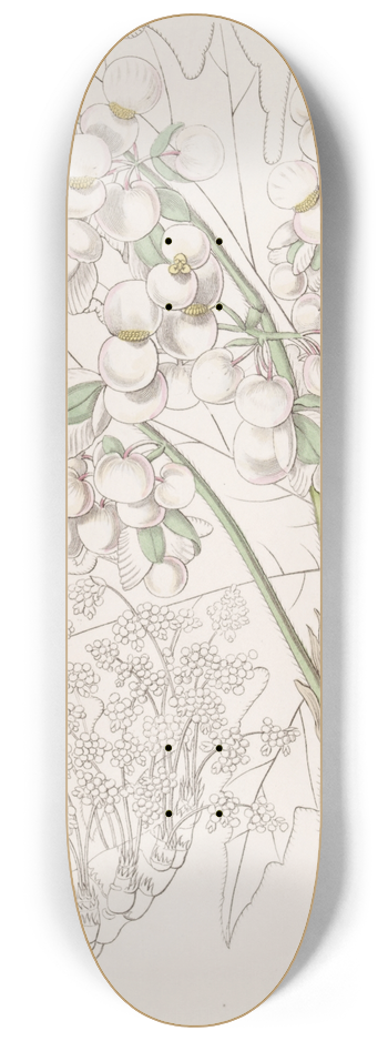 Sydenham Edwards - Thick-stemmed Begonia 8.25 inch art skate deck