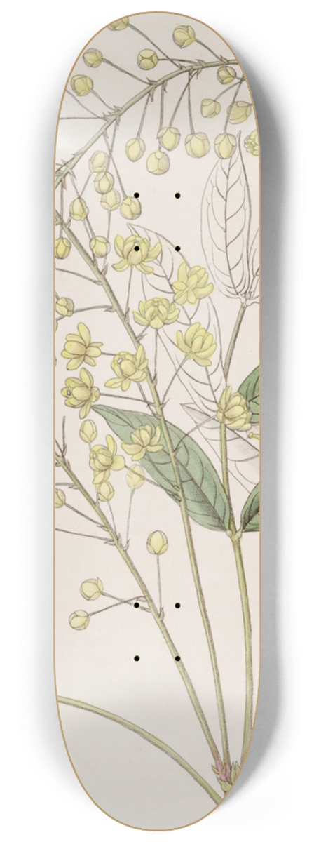 Sydenham Edwards - Thin Ash-leaved Berberry 8.25 inch art skate deck