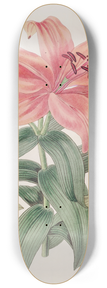 Sydenham Edwards - Thunbergs Orange Lily 8.25 inch art skate deck