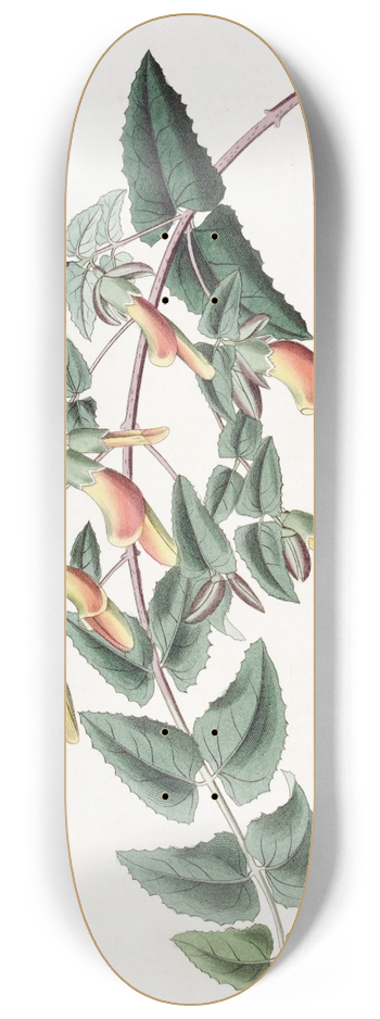 Sydenham Edwards - Tooth-leaved Scottia 8.25 inch art skate deck