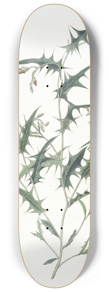 Sydenham Edwards - Triangular Chorozema 8.25 inch art skate deck