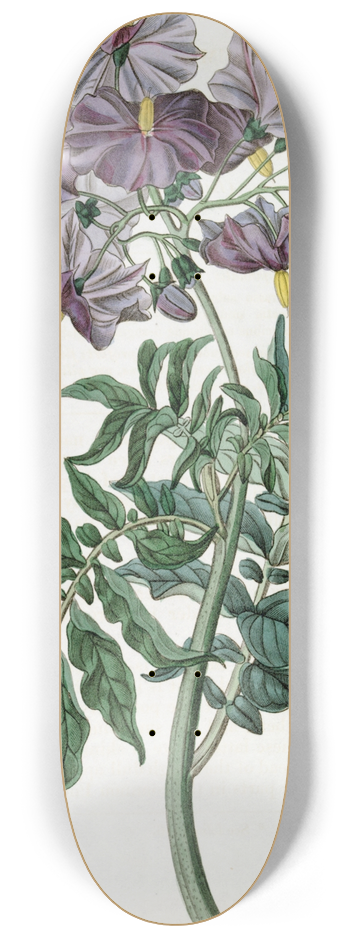 Sydenham Edwards - Tuberless Solanum 8.25 inch art skate deck