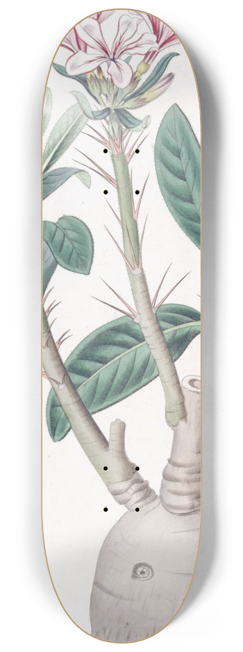 Sydenham Edwards - Tuberous Pachypodium 8.25 inch art skate deck