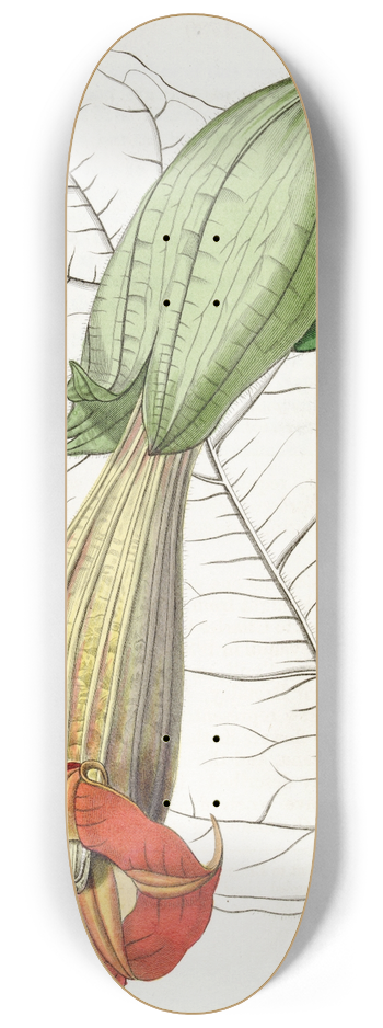 Sydenham Edwards - Two-coloured Brugmansia 8.25 inch art skate deck