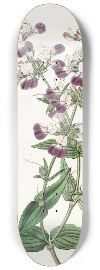 Sydenham Edwards - Two-coloured Collinsia 8.25 inch art skate deck