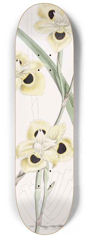 Sydenham Edwards - Two-coloured Iris 8.25 inch art skate deck