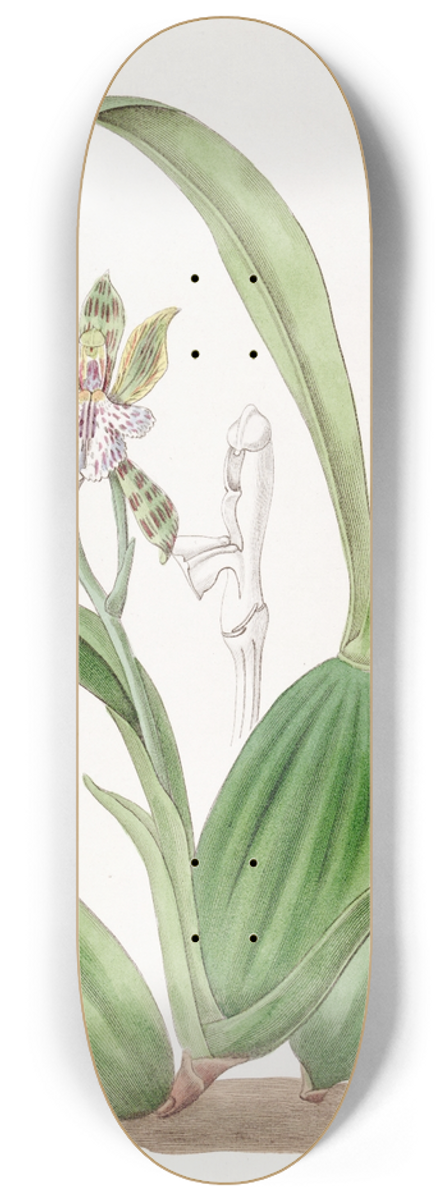 Sydenham Edwards - Variegated Aspasia 8.25 inch art skate deck