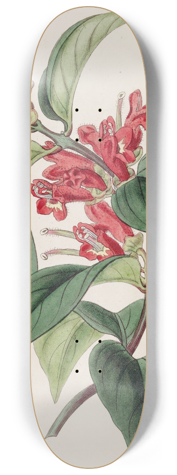 Sydenham Edwards - Vermilion Aeschynanth 8.25 inch art skate deck