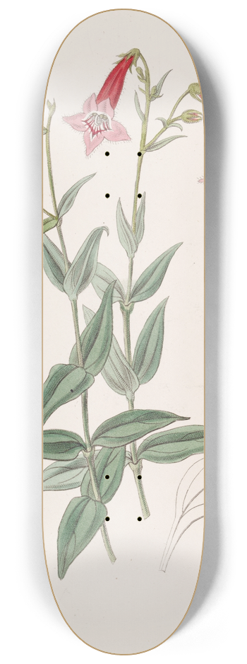 Sydenham Edwards - Vermilion Pentstemon 8.25 inch art skate deck