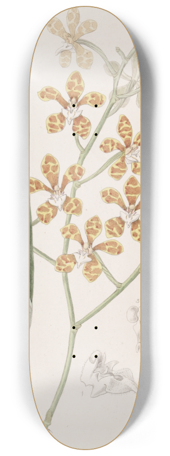 Sydenham Edwards - Violet-scented Cleisostome 8.25 inch art skate deck