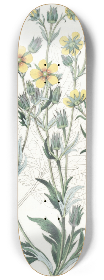 Sydenham Edwards - Viscid Cinquefoil 8.25 inch art skate deck