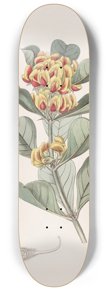 Sydenham Edwards - Wedge-leaved Oxylobium 8.25 inch art skate deck