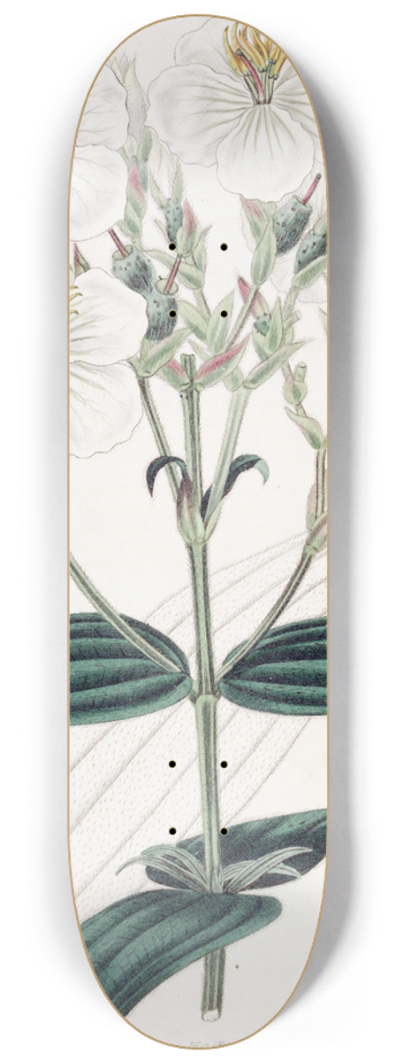 Sydenham Edwards - White-flowered Nipal Osbeckia 8.25 inch art skate deck