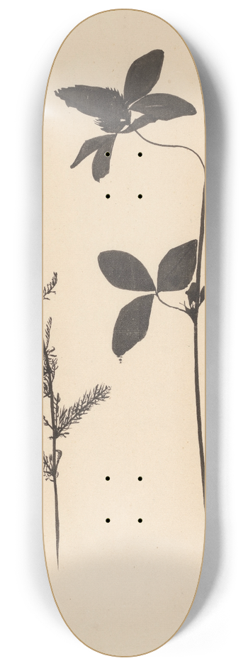 Theo Nieuwenhuis - Klaver en een andere plant 8.25 inch art skate deck