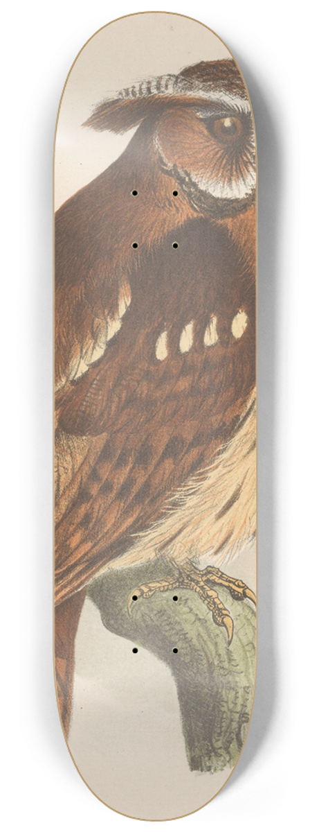 Theo van Hoytema - Owl On A Branch (Bubo Lettii) 8.25 inch art skate deck