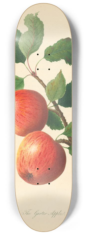 Thomas Andrew Knight - Garter Apple 8.25 inch art skate deck