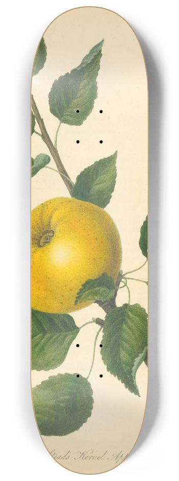Thomas Andrew Knight - Steads Kernel Apple 8.25 inch art skate deck