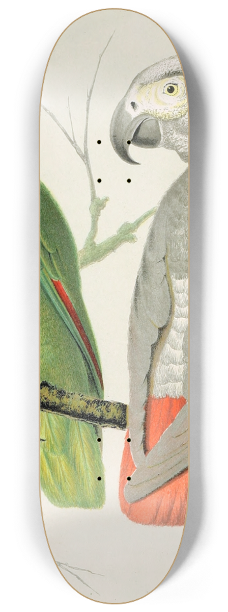 W. A . Blakston - Amazon Parrot, Grey Parrot 8.25 inch art skate deck