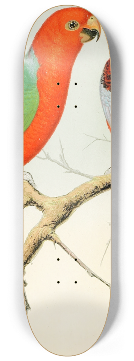 W. A . Blakston - King Parrot, Pennants Parrakeet 8.25 inch art skate deck