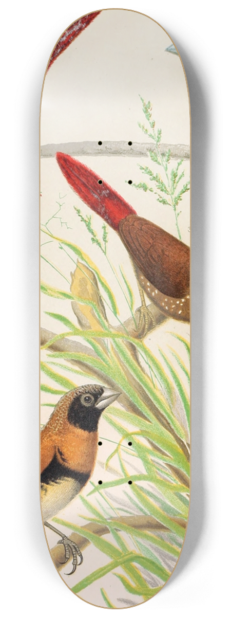 W. A . Blakston - Parrot Finch, Bichenos Finch, Australian Crimson Finch, Chestnut Breasted Finch 8.25 inch art skate deck