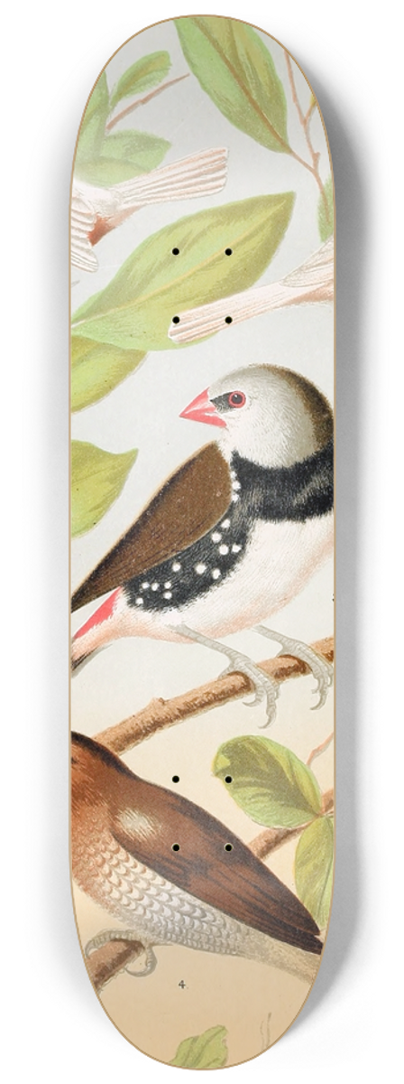 W. A . Blakston - Pied Mannkins, Diamond Sparrow, Nutmeg Or Spice Bird 8.25 inch art skate deck