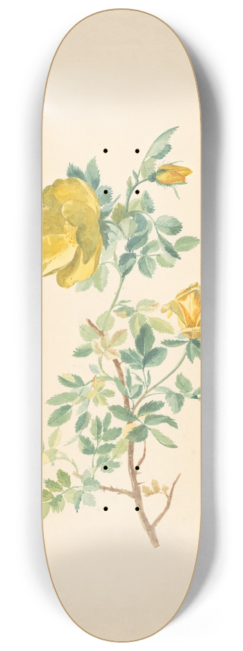 Willem van Leen - Tak van een gele roos (Rosa Lutea) 8.25 inch art skate deck