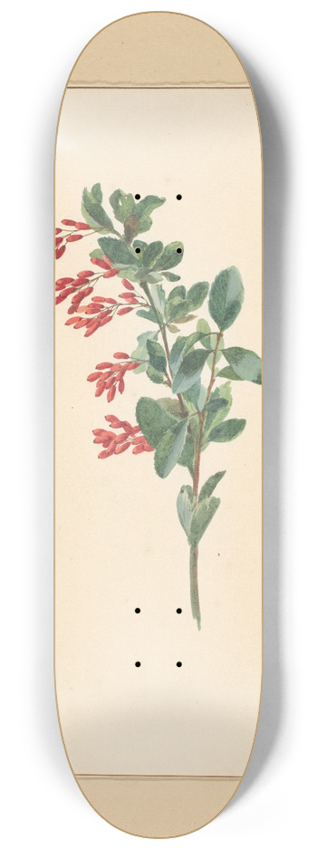 Willem van Leen - Tak van een zuurbes 8.25 inch art skate deck