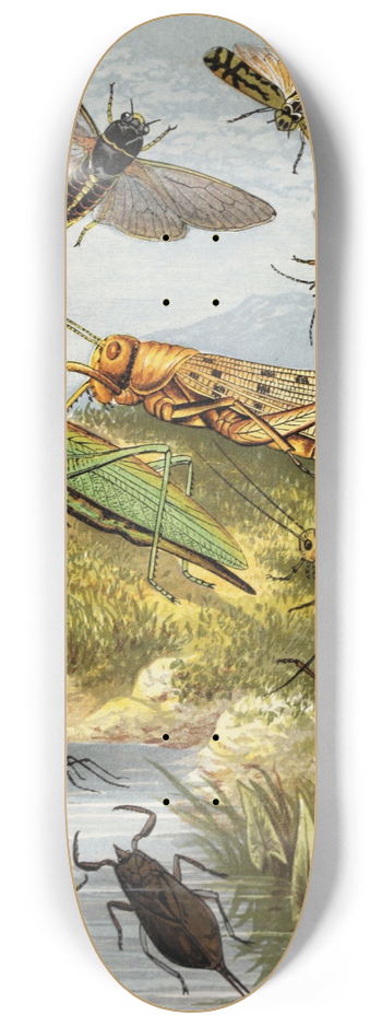 William Houghton - Rhyncota Orthoptera 8.25 inch art skate deck