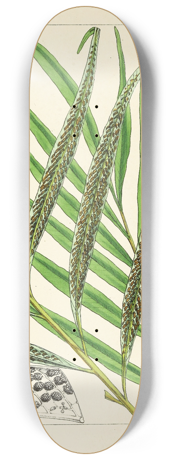 William Jackson Hooker - A century of ferns Pl.86 8.25 inch art skate deck