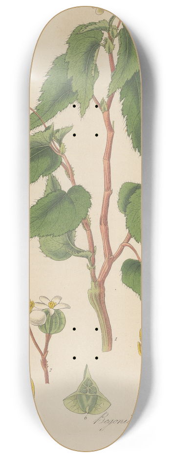 William Jackson Hooker - Begonia humilis 8.25 inch art skate deck