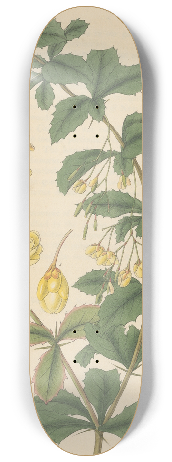 William Jackson Hooker - Berberis aristata 8.25 inch art skate deck