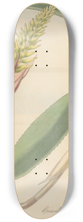 William Jackson Hooker - Bromelia nudicaulis 8.25 inch art skate deck