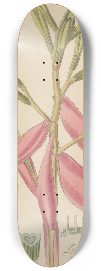 William Jackson Hooker - Bromelia pallida. 8.25 inch art skate deck