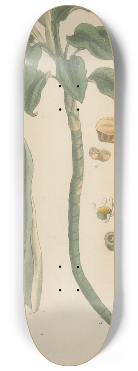 William Jackson Hooker - Caladium seguinum 8.25 inch art skate deck