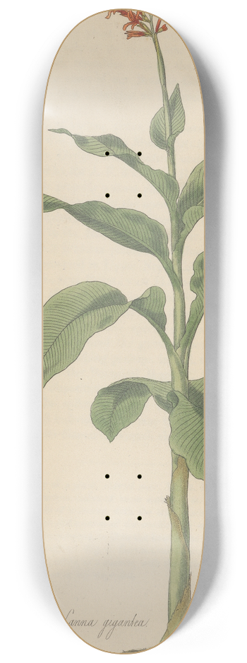 William Jackson Hooker - Canna gigantea 8.25 inch art skate deck