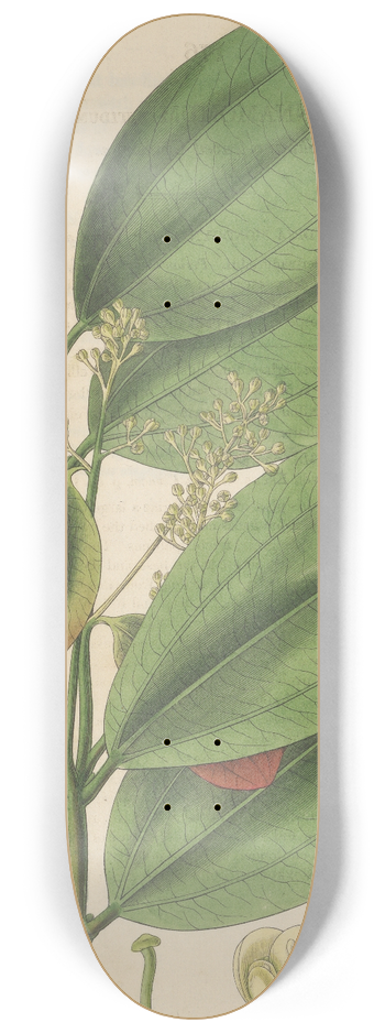William Jackson Hooker - Cinnamomum nitidum 8.25 inch art skate deck