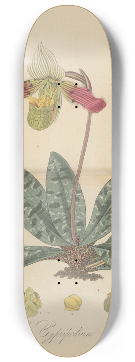 William Jackson Hooker - Cypripedium venustum 8.25 inch art skate deck