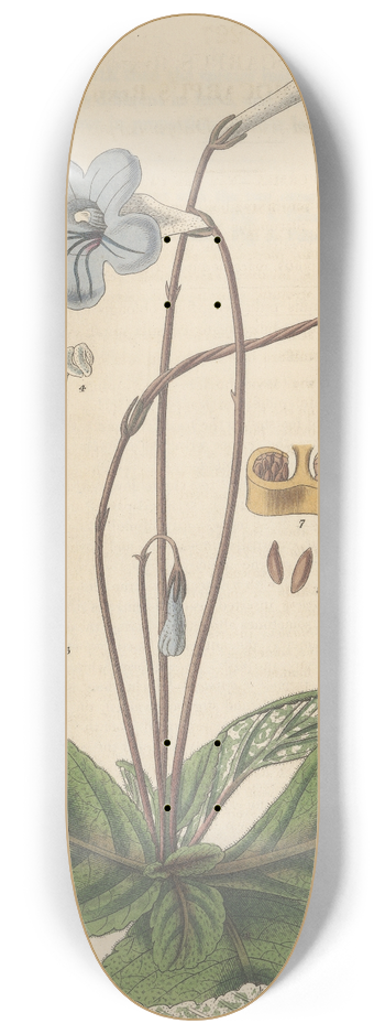 William Jackson Hooker - Didymocarpus Rexii 8.25 inch art skate deck