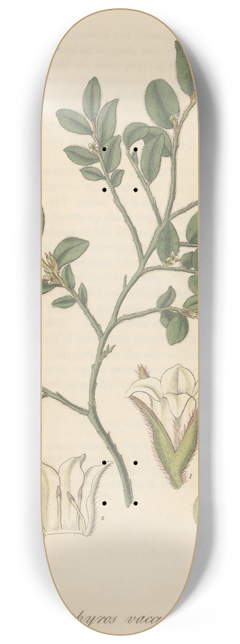 William Jackson Hooker - Diospyros vaccinioides 8.25 inch art skate deck