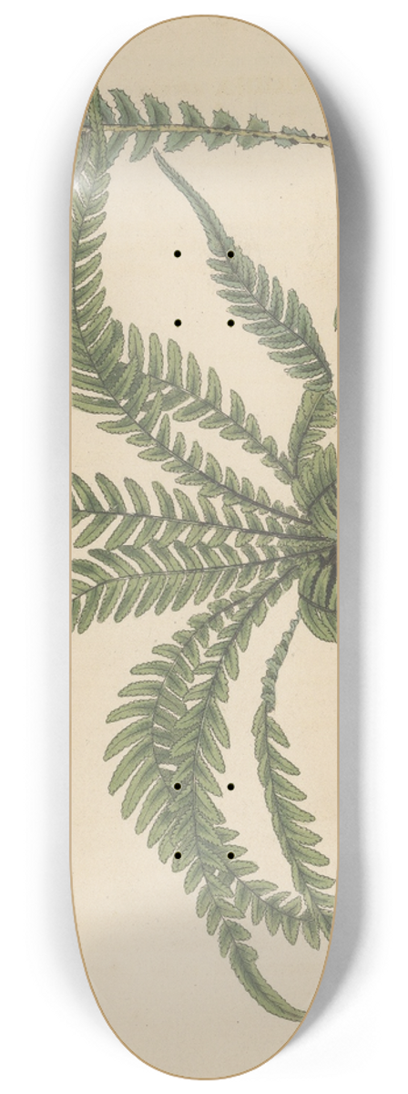 William Jackson Hooker - Doodia aspera 8.25 inch art skate deck